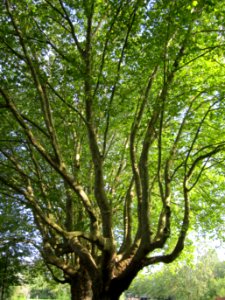 20120807Platanen_Saar_Saarbruecken2