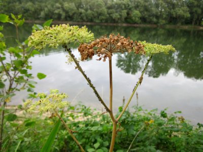 20120923Rheinauenwald_Altlussheim14