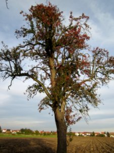 20121018Birnbaum_Altlussheim