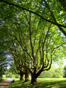 20120807Platanen_Saar_Saarbruecken1