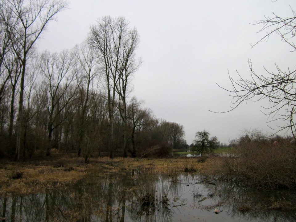 20121222Rheinhochwasser_Altlussheim3