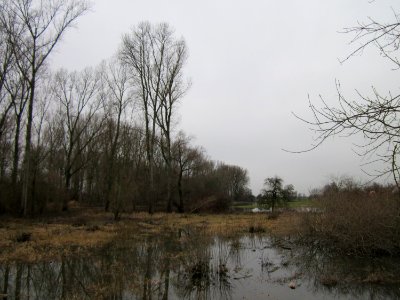 20121222Rheinhochwasser_Altlussheim3