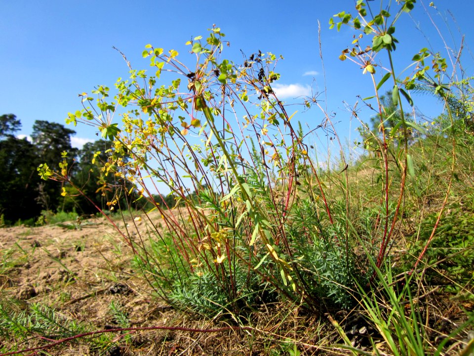 20120810Wolfsmilch_Hockenheim2