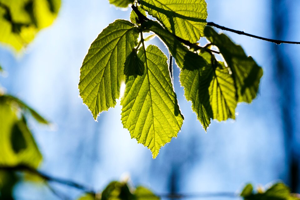 Summer sky leaves