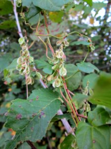 20121018Windenknoeterich_Altlussheim1
