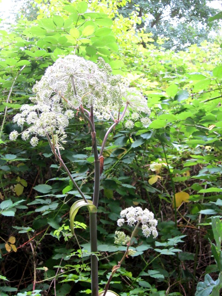 20120808Angelica_sylvestris1