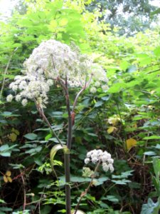 20120808Angelica_sylvestris1