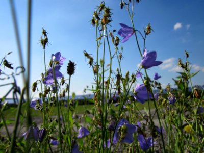 20120810Glockenblumen_Hockenheim2