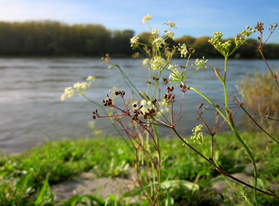 20121018Rhein_Altlussheim08