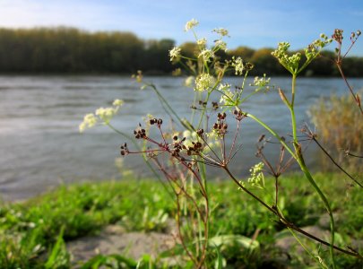 20121018Rhein_Altlussheim08
