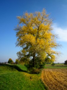 20121021Pappel_Altlussheim1