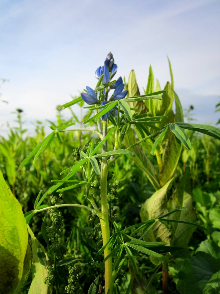 20121017Sonnenblumenfeld_Neulussheim06