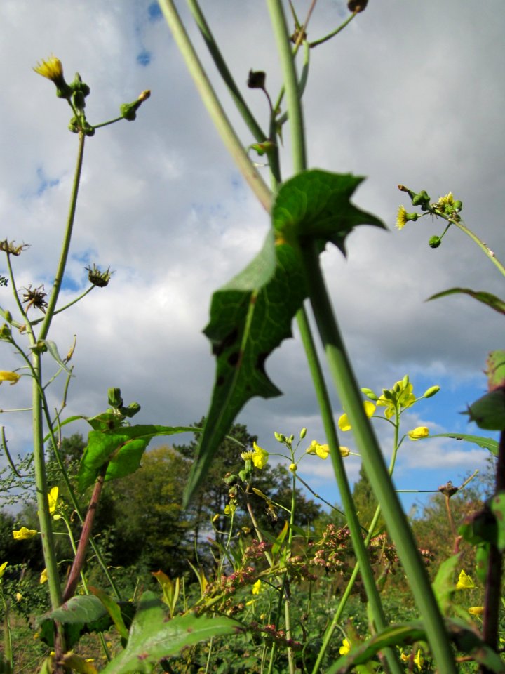 20121007Sonchus_asper4
