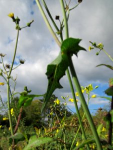 20121007Sonchus_asper4