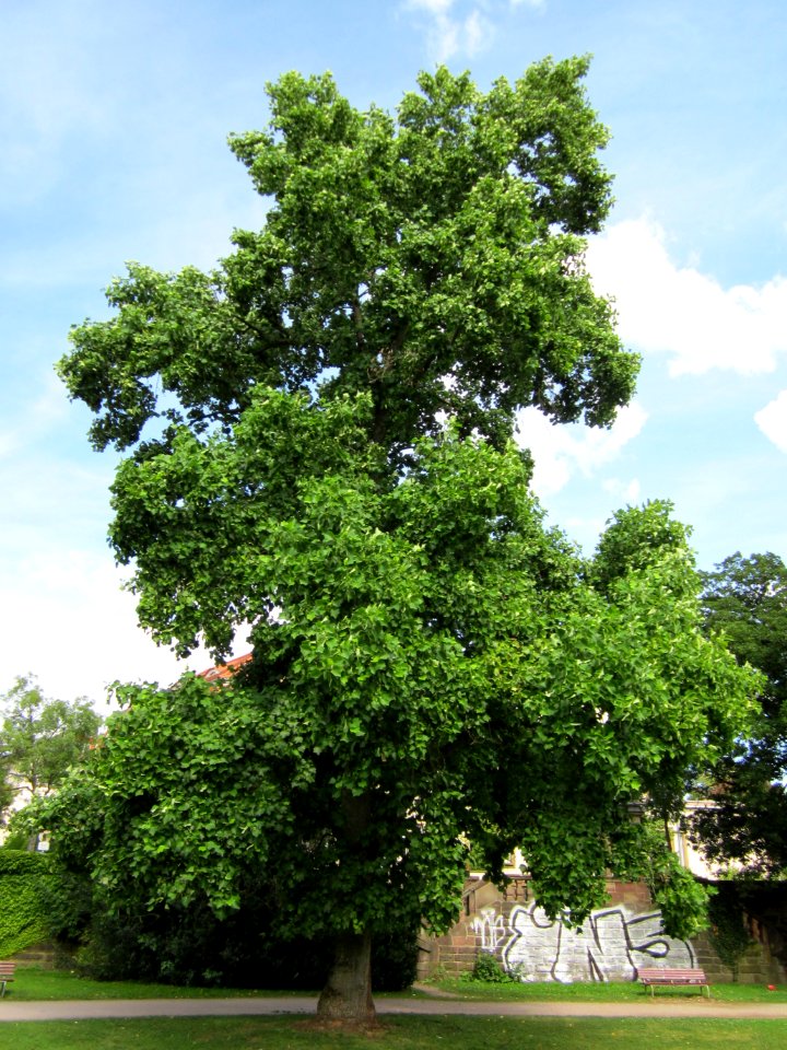 20120807Tulpenbaum_Saarbruecken0