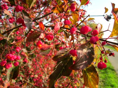 20121022Pfaffenhuetchen_Hockenheimer_Rheinbogen2