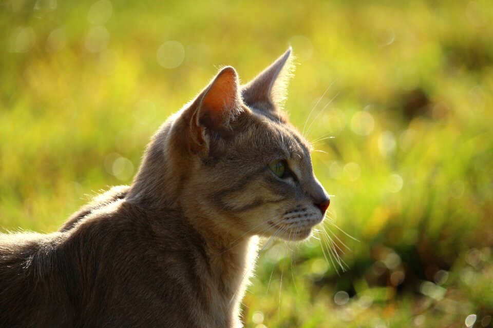 Mackerel tiger cat breed cat