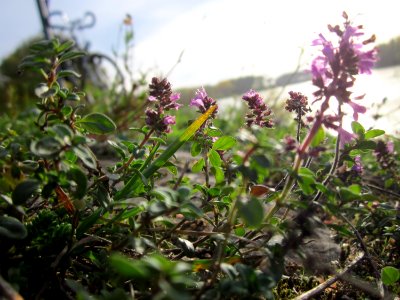 20121018Rhein_Altlussheim13