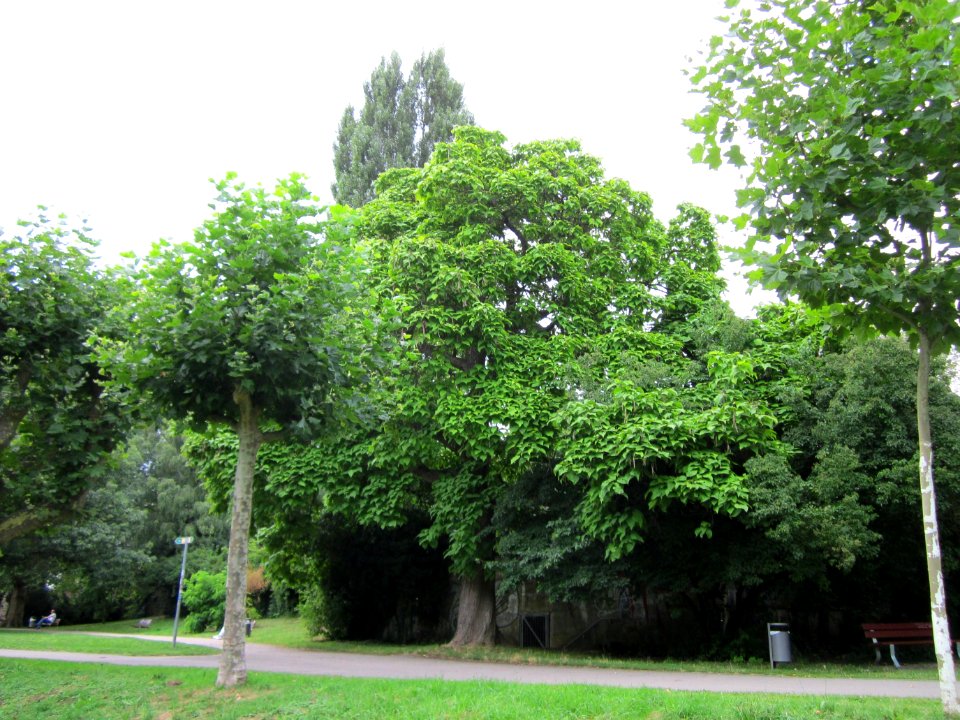 20120807Trompetenbaum_Staden_Saarbruecken3