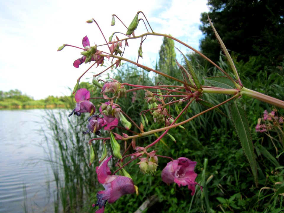 20120812Impatiens_glandulifera2