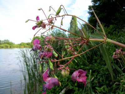 20120812Impatiens_glandulifera2