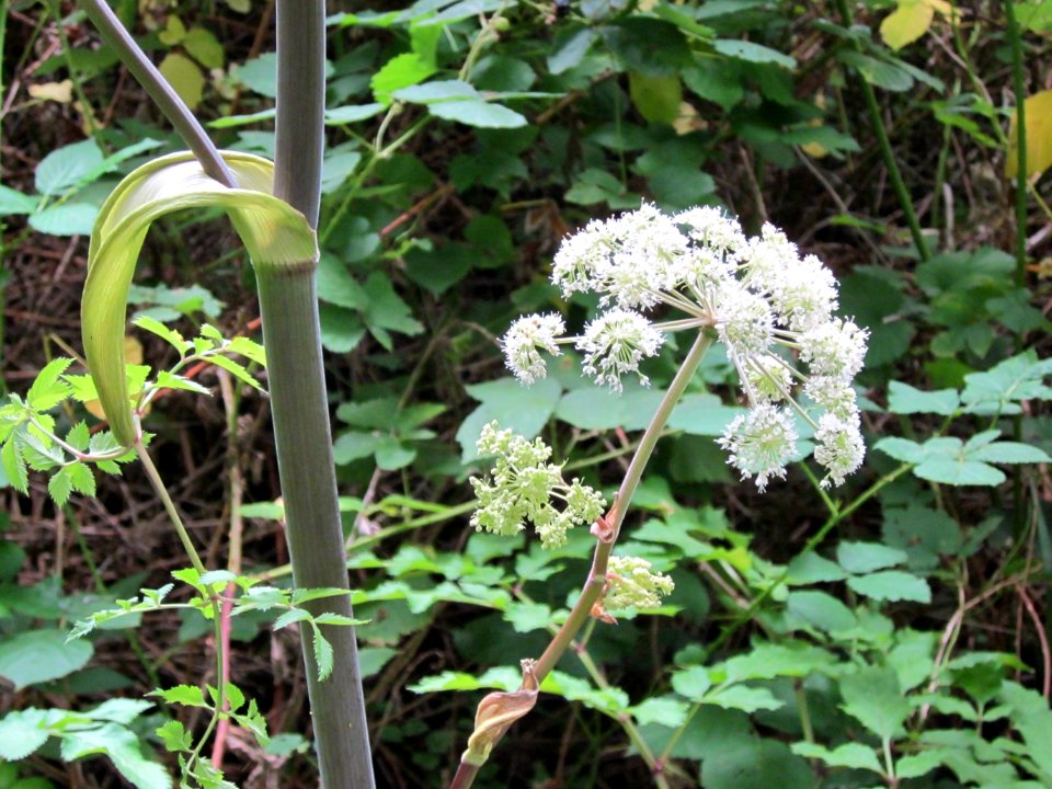 20120808Angelica_sylvestris2