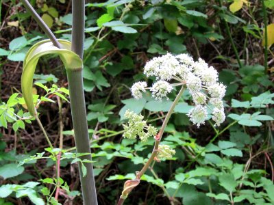 20120808Angelica_sylvestris2
