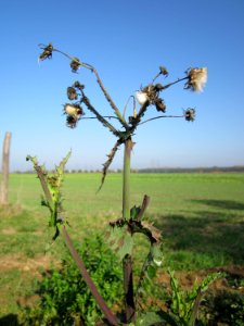 20121021Sonchus_asper5