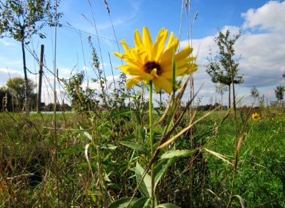 20121007Topinambur_Reilingen2