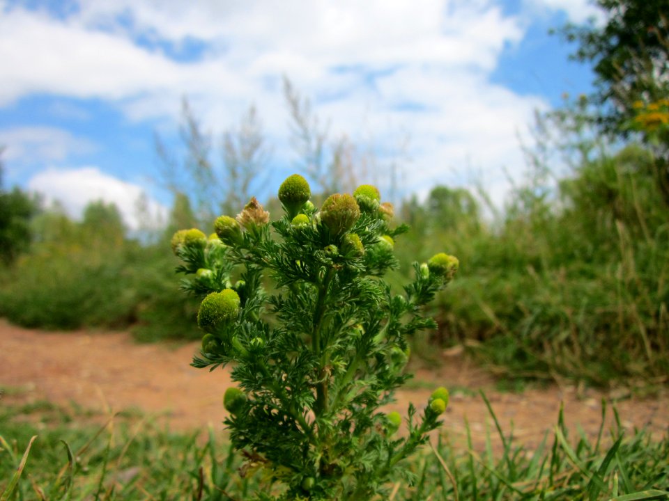 20120808Matricaria_discoidea