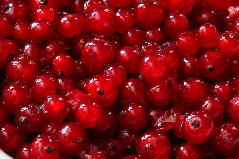 Red currant summer fruit shiny