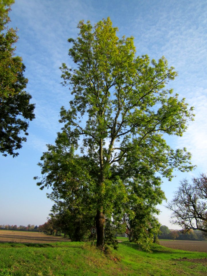 20121021Alte_Landstrasse06