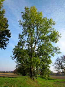 20121021Alte_Landstrasse06