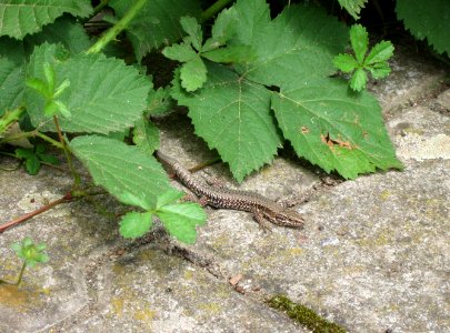 20120808Podarcis_muralis1