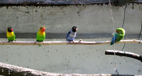 20120810Vogelpark_Hockenheim1