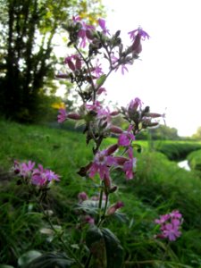20121019Rote_Lichtnelke_Hartbach1