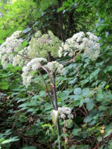 20120808Angelica_sylvestris3
