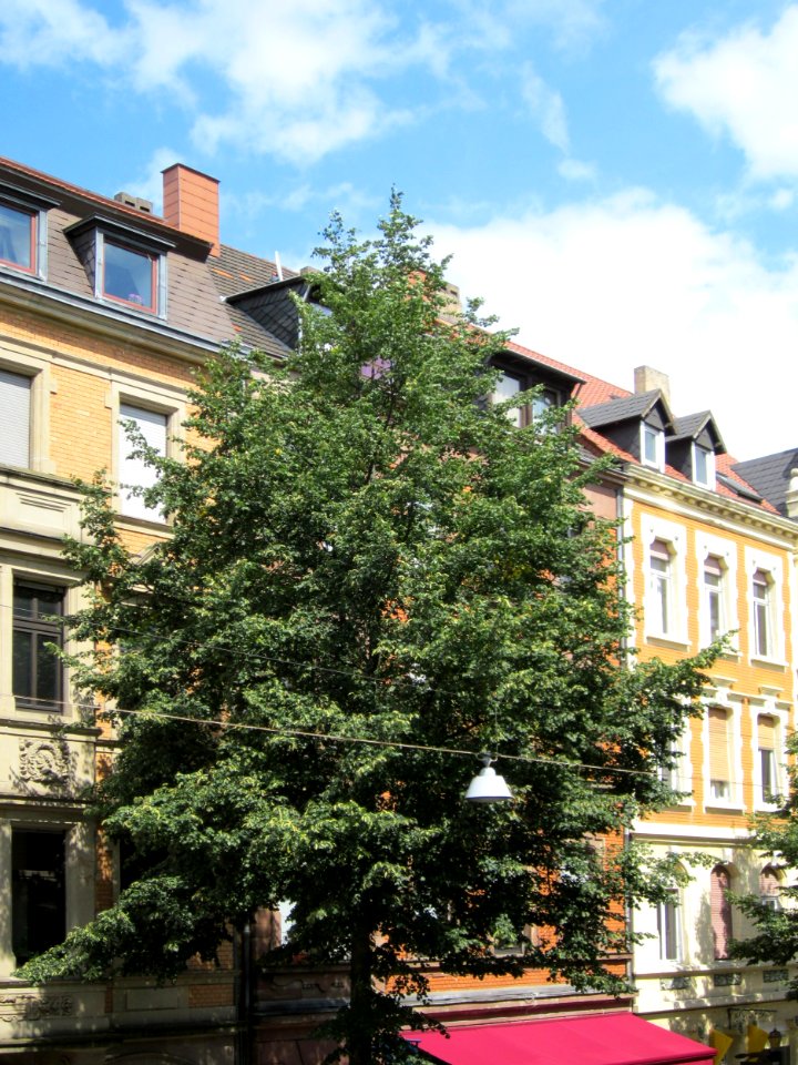 20120807Linde_Mainzer_Str_Saarbruecken1