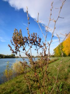20121018Rhein_Altlussheim03