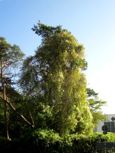 20121019Schlingknoeterich_Kiefer_Hockenheim1
