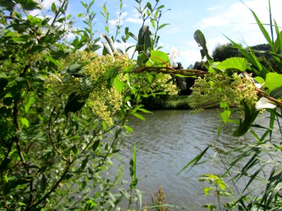 20120807Hopfen_Saarbruecken2