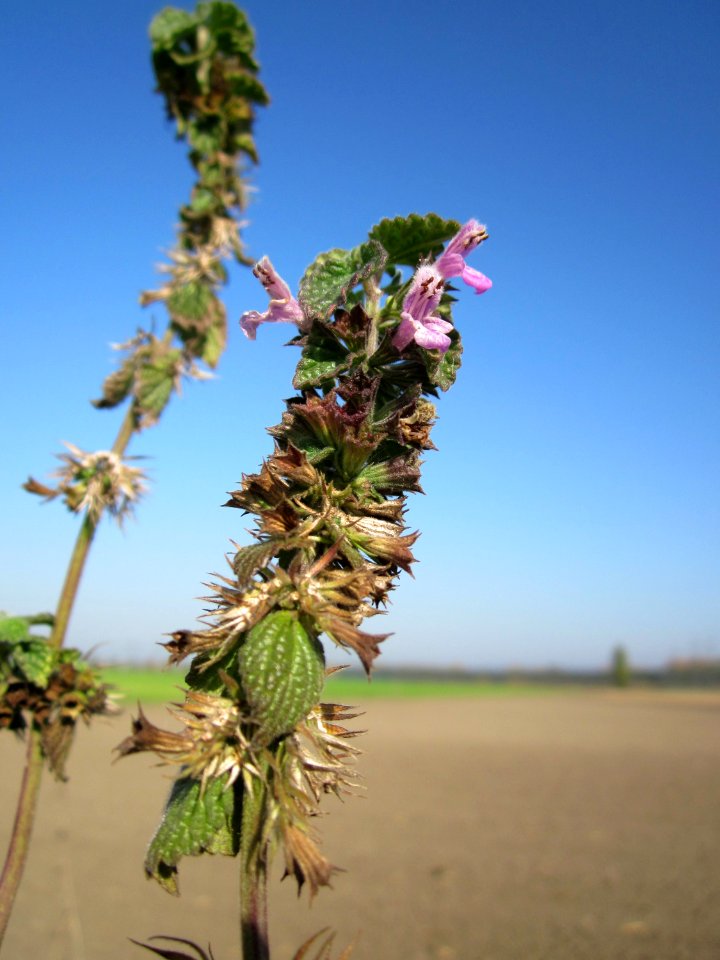 20121021Ballota_nigra8
