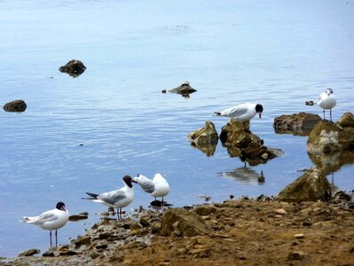 Sea croatia birds photo