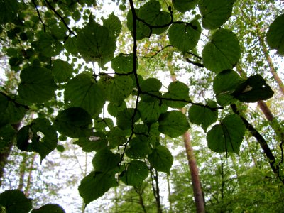 20121006Schwetzinger_Hardt10