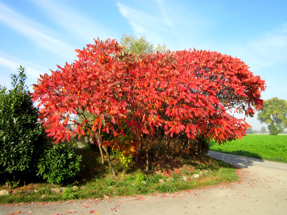 20121022Essigbaum_Ketschau1