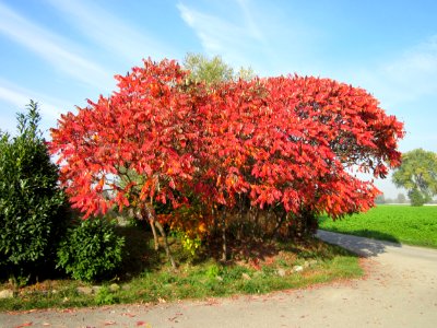 20121022Essigbaum_Ketschau1