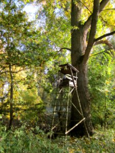 20121021Populus_x_canadensis2