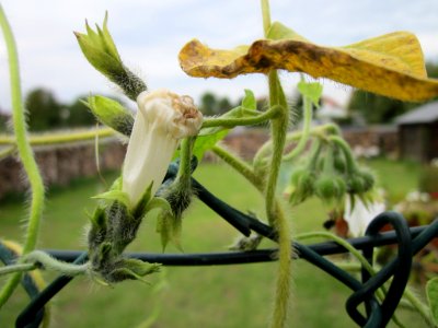 20121008Prunkwinde_Altlussheim10