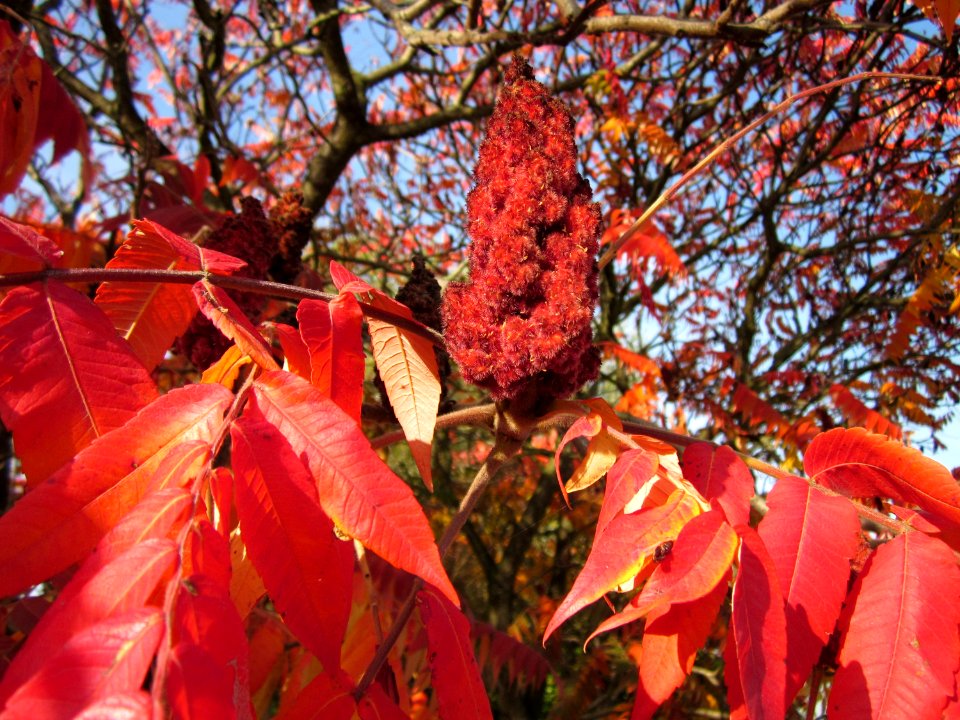 20121022Essigbaum_Ketschau2