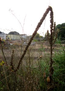 20121011Koenigskerze_Saarlouis